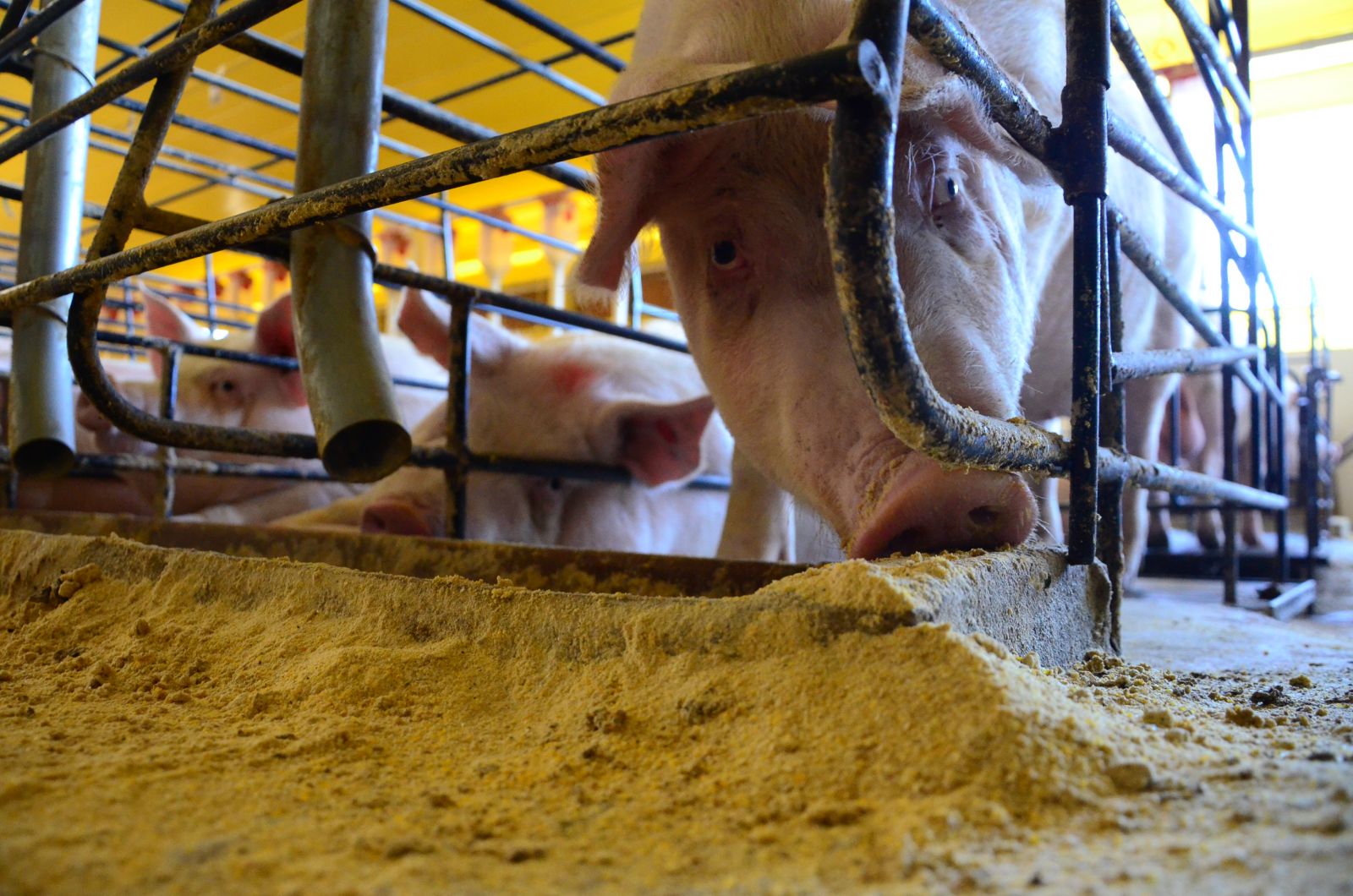 Foto: Gracieli Verde/Arquivo AU